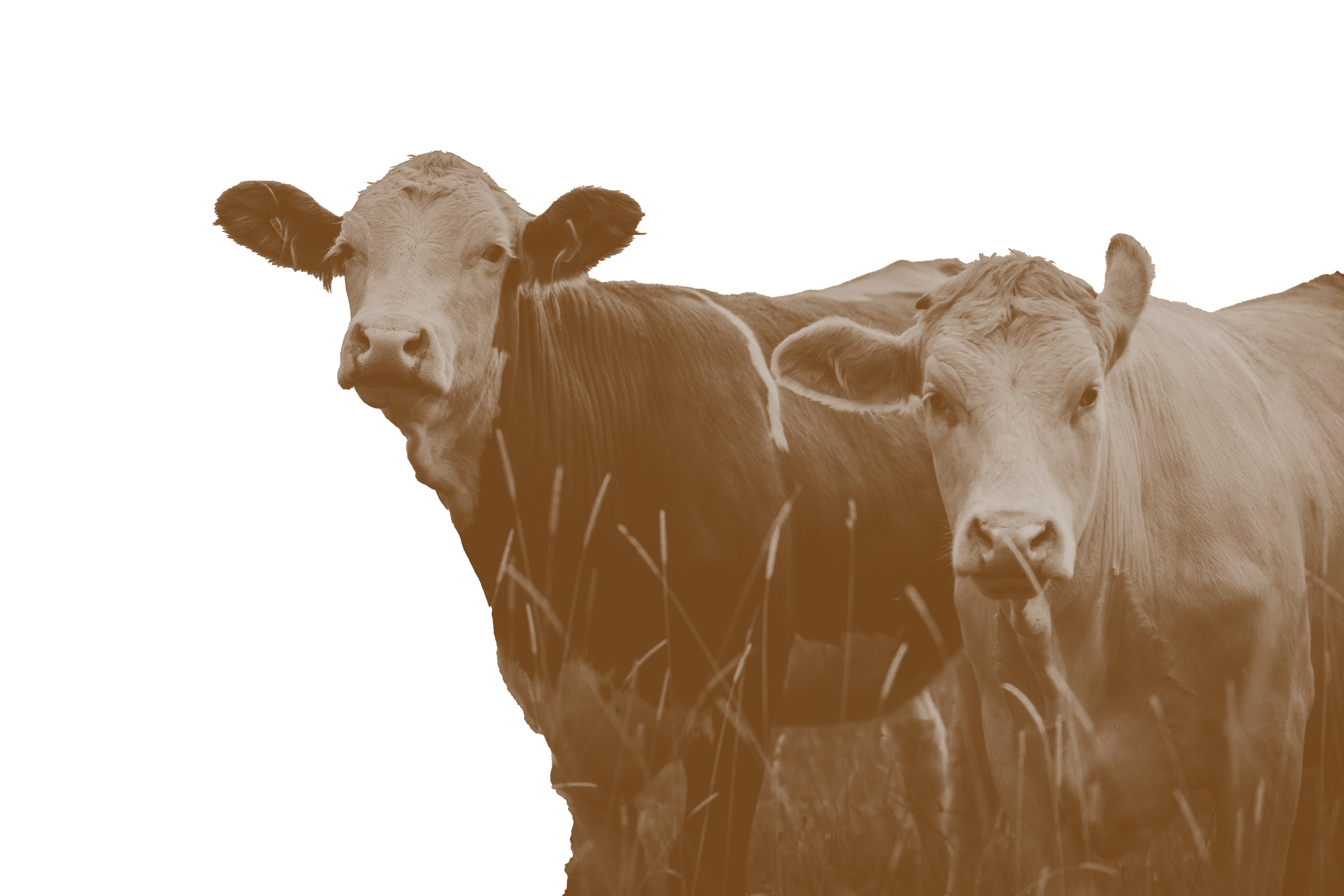 Gold Cows